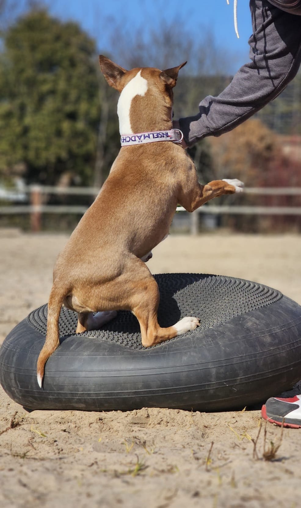 Hundeschule Training